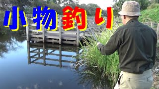 Small fishing in a pond [Oyama City, Tochigi Prefecture] Crucian carp, stone moroko, bluegill, etc.