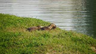 新加坡郊区_ 野生水獭 City In Nature _ Smooth-coated Otters In South West Singapore _ 17mar2023 8.11am