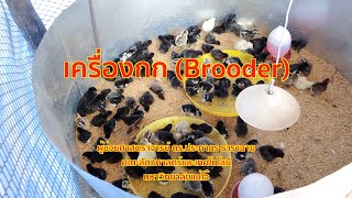 406 เครื่องกกลูกไก่ | การผลิตสัตว์ปีก