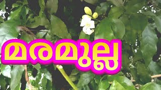 orange Jasmine Maramulla | മര മുല്ല