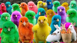 Ayam Lucu, ayam warna warni, ayam rainbow, kelinci lucu, bebek lucu, ikan koi, Hewan Lucu5🐤🐓🦜🐟🐇🦆