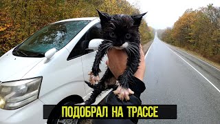 Подобрал котенка на трассе. Спасение котенка. Котенок один в лесу у трассы.