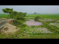 বাংলাদেশের গ্রামীণ সৌন্দর্য | Rural Beauty of Bangladesh | Village Life of Bangladesh