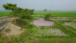 বাংলাদেশের গ্রামীণ সৌন্দর্য | Rural Beauty of Bangladesh | Village Life of Bangladesh