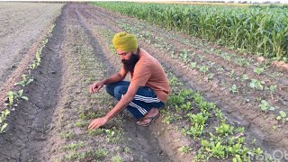 ਸਰਦੀਆਂ ਦੀਆਂ ਸਬਜ਼ੀਆਂ ॥ organic vegetables ॥ kitchen gardening 👩‍🌾