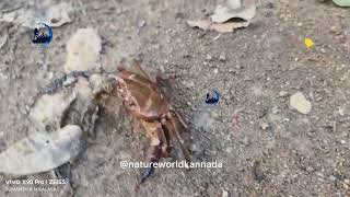 ಮಲೆನಾಡ ಭಾಗದಲ್ಲಿ ಕಂಡು ಬರುವ ಕರೆಡಿ ಏಡಿ.#malenadu #crab #nature #westernghats #chikkamagaluru #kalasa