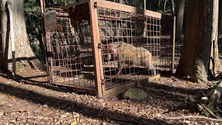 【狩猟】まさかの！？中に入ったのは…狩猟 くくり罠 自給自足 田舎暮らし イノシシ ニホンジカ ゴールデンカムイ サバイバル hunter ハンティング】 #狩猟