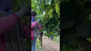 Asi trabajan las mujeres en los viñedos #grape #campo #sonomacounty #agriculture