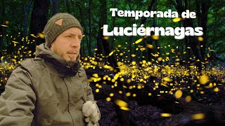 Temporada de LUCIERNAGAS!