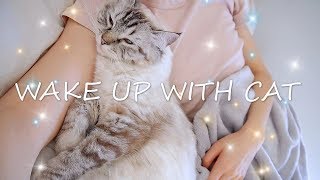 「CrunchyBean」My cat wakes me up in the morning I Cuddling sweet Ragdoll Cat