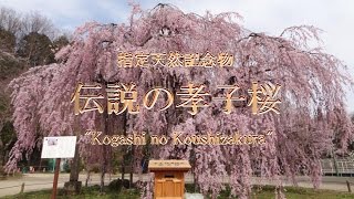 【伝説の孝子桜 2017】指定天然記念物 Sakura legendary\