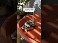 5 Reasons I 💚 Fig!  #tortoiselove #reptiles #petsofyoutube