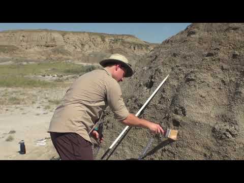 What does a Geosteerer do?