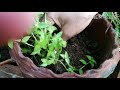 how to grow evergreen turtle vine plant plant growing ideas kayal pacha