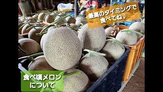 食べ頃間近のメロンの様子とは・産地直送【富良野・寺坂農園・富良野メロン・アンテナ・甘いお知らせ】