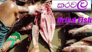 #කරවල හැදෙන හැටි (How to make Dried Fish) #make_dried_fish