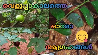 തോട്ടത്തിൽ നിന്നും പൊട്ടിച്ച് ചട്ടിയിലേക്ക് ഇടുമ്പോൾ ഒരു പ്രത്യേക feel😍