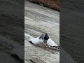 desi kabootar amroha begam bager badsha kiskam ka amroha kabootar desi madrasi panjabi pigeon