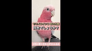 【クイズ】この鳥の羽の内側は何色？？？【モモイロインコ】#shorts