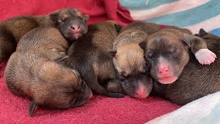 Meet My 1-Day-Old Foster Puppies!