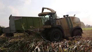 Krone Big X 700 und Claas Gespann!