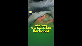 BENIH PERTIWI TV - Kubis Trendy Crop Besar, Padat dan Berbobot.