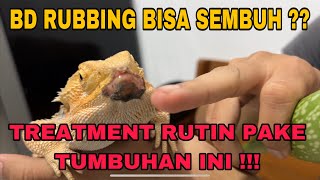 BEARDED DRAGON RUBBING ⁉️PENYEBABNYA APA ⁉️ TENANG, SEMBUHIN PAKE INI NIH.. PENGOBATAN ALAMI ‼️