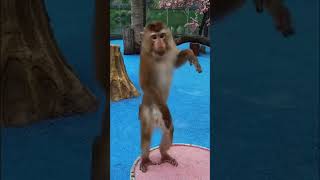 ‏Monkeybaby monkey, monkey#السعودية#اليمن#مصر