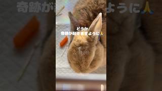 【奇跡が起きますように🙏】もみじ🐰の今日の様子🥰#うさぎ#うさぎとの生活 #うさぎのいる暮らし #ミニうさぎ#闘病#奇跡