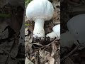 Опасные грибы mushroom грибы вишневский ядовитыегрибы