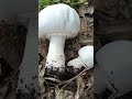 Опасные грибы mushroom грибы вишневский ядовитыегрибы