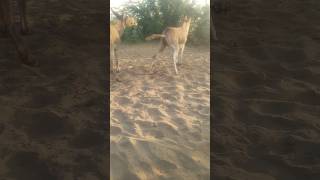 #donkey #animals #testing #viralvideo #donkey #shortsfeed