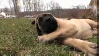 Dogs 101   English Mastiff