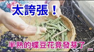 阿美美/ 太神奇了我丟掉的蝶豆花種子竟然發芽了