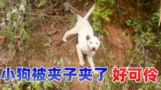 小树林里，一只小狗崽的腿被野猪夹子夹了，太可怜了