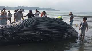 打ち上げられたシロナガスクジラ 由比ヶ浜