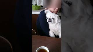 バラエティー番組を楽しそうに見る犬　#shorts The dog that happily watches variety show【Pekingese 】【ペキニーズ】