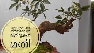 Make a bonsai within minutes | ബോൺസായ് ഉണ്ടാക്കാൻ ഒരു കിടിലൻ എളുപ്പവഴി.