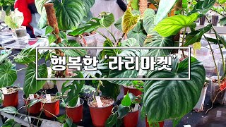 알차고 실속 있는 식물마켓 -'라리마켓' 방문