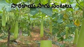 bottlegouard / సొరకాయ సాగు పంటలు/ ట్రేలిస్ విధానం/ నిలువు పద్ధతి.