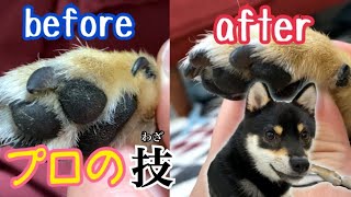 【豆柴(柴犬)】プロの技！爪切り大嫌い犬でも短時間でスッキリ！ Shiba Inu dogs cutting nails