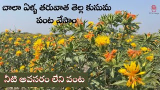 తెల్ల కుసుమ | పెట్టుబడి తక్కువ, అధిక ఆదాయం | Safflower Cultivation (Kusuma Flower)