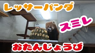 【日本平動物園】おうちDEMOどうぶつえん『レッサーパンダのスミレ、11歳のお誕生日♪』