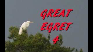 Great egret 4