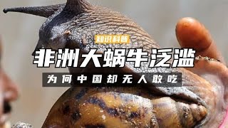 非洲大蜗牛在中国泛滥，为何非洲每年能吃3000万斤？中国无人敢吃