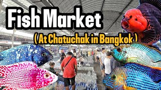 บรรยากาศตลาดปลาลานเร่ จตุจักรวันพุธ  ❤️ ( Fish Market at Chatuchak in Bangkok )