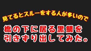 周りが壁に向かって落とすなら違う方法で【#大物】を引きずり出す！【東京湾港運河】ヘチ釣り2021.11.07