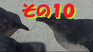 フェアリーペンギンのお食事タイム＃１０【葛西臨海水族園】