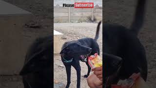 #dog Lovers || #kutch Gujarat  #viralvideo #viral #shorts #shortsviral #short #shortvideo