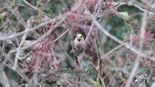 野鳥のお食事処「烏山椒亭（新館）」オープン《シメの群れで大繁盛》：鴲：Cocothraustes cocothraustes：Hawfinch－神戸市立森林植物園－2018 12 09